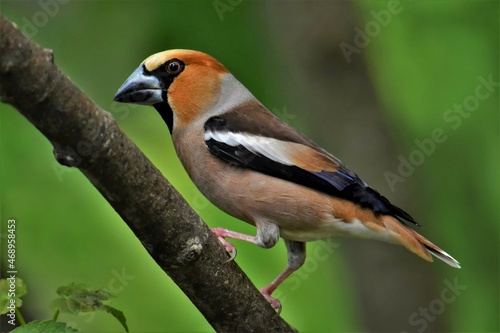 Gros-bec casse-noyaux mâle (Coccothraustes coccothraustes), Neuchâtel, Suisse.