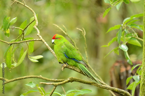 Red-crowned parakeet near Otorohanga, Waikato region, North Island, New Zealand photo