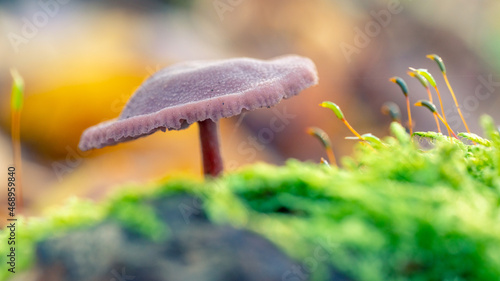 Magnifique champignon violacé sur un parterre de mousse en forêt avec bokeh