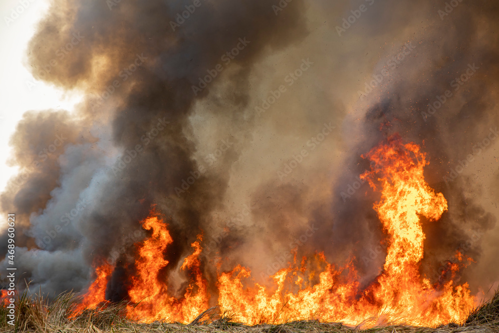 Red raging flame of fire burn in grass fields, forests and black and white smoke to sky. Red raging flame of fire burn in grass fields, forests and black and white smoke to sky.