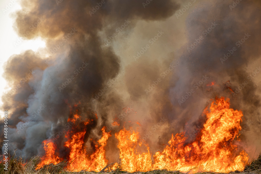 Red raging flame of fire burn in grass fields, forests and black and white smoke to sky. Red raging flame of fire burn in grass fields, forests and black and white smoke to sky.