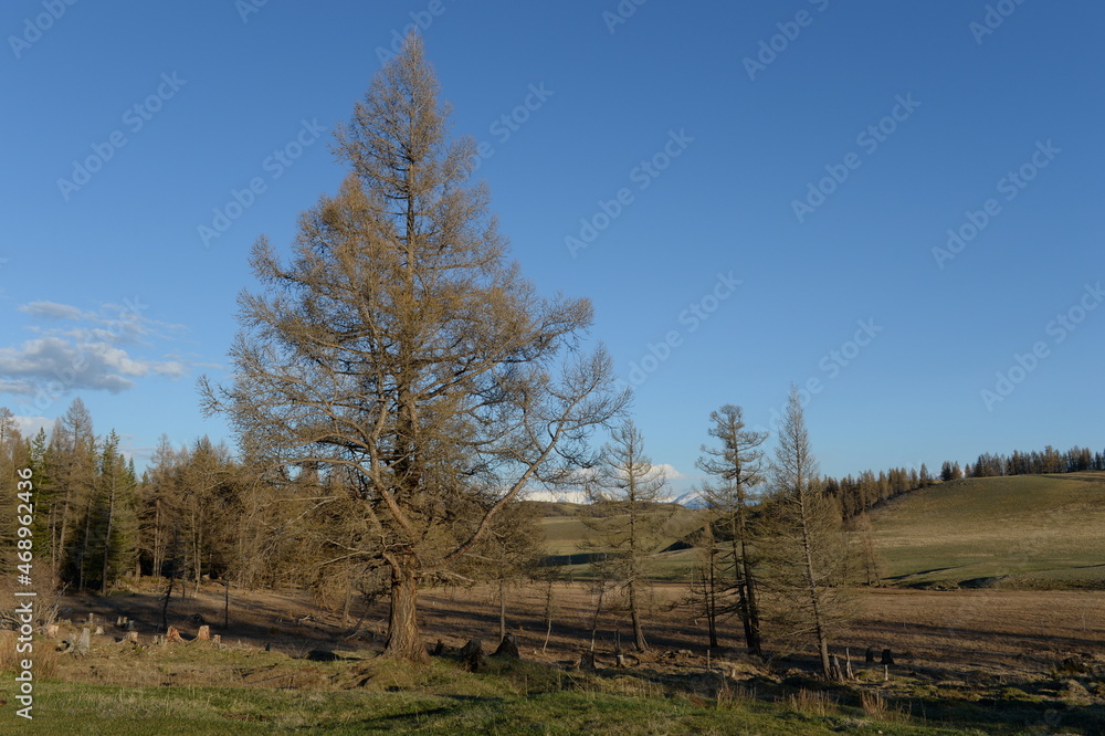 Forest in the Kurai steppe. Gorny Altai, Kosh-Agachsky district, Russia