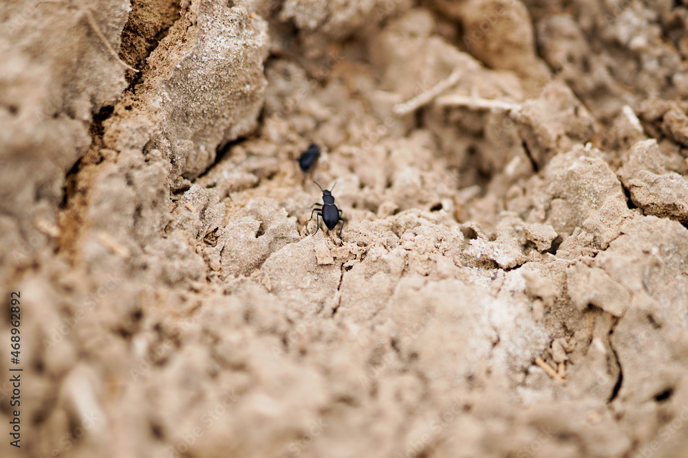 Dryland Macro Creeping Dung Beetle