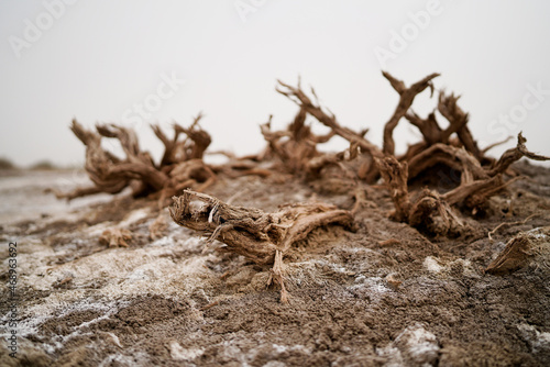 Wilderness desert death haloxylon  Sand and wind erosion