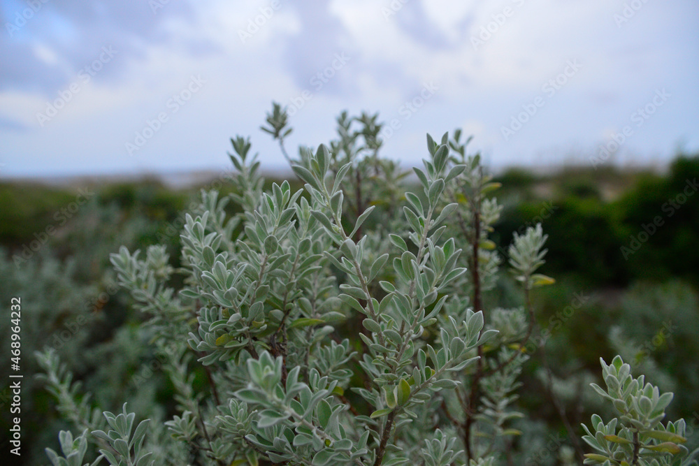 Close-up up ash-bush flora on beach dune on Jekyll Island