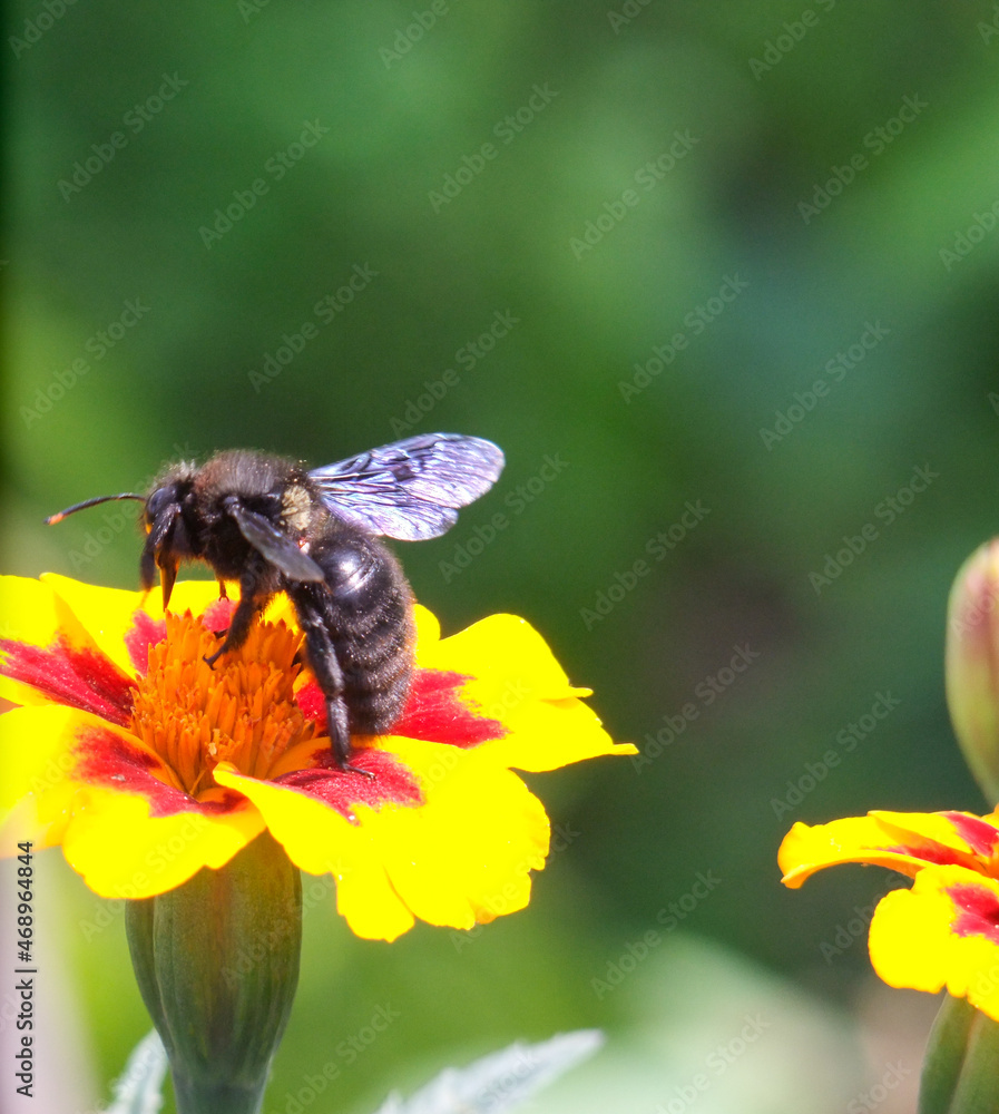 bee on yellow flower bee on yellow flower