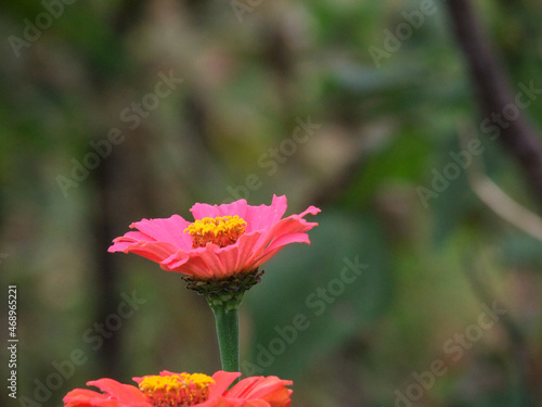 pink and yellow flower