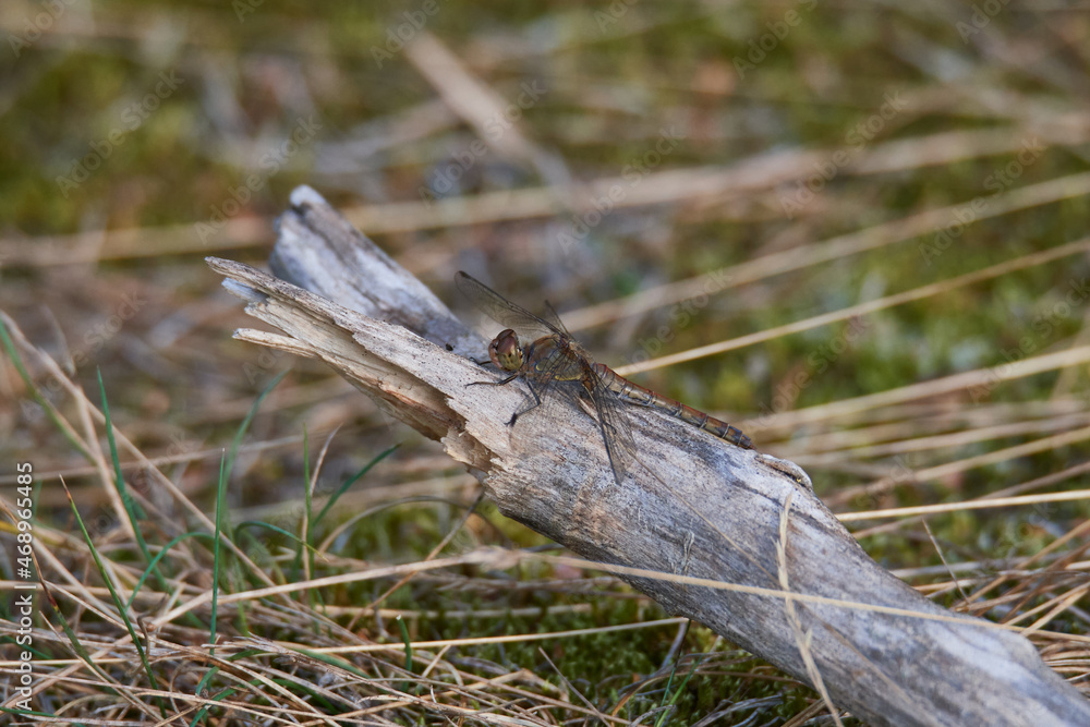 Große Heidelibelle (Sympetrum striolatum) Große Heidelibelle (Sympetrum striolatum)