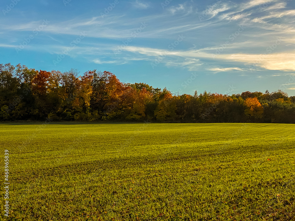 Obraz premium Picturesque autumn landscape with field and forest on the background with colorful leaves before sunset