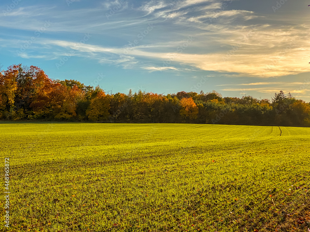 Picturesque autumn landscape with field and forest on the background with colorful leaves before sunset