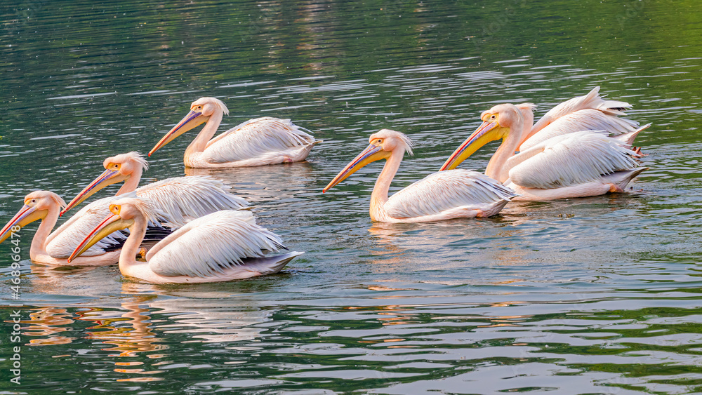 Pink Pelicans in a lake Pink Pelicans in a lake