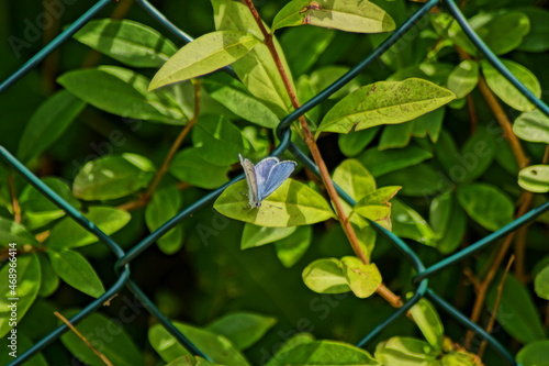 sky blue blue butterfly on a leaf