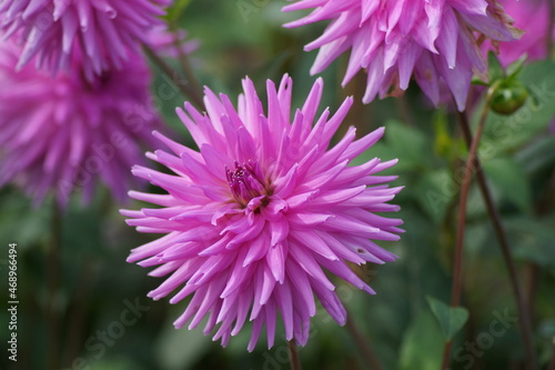 lovely pink flowers of a dahlia