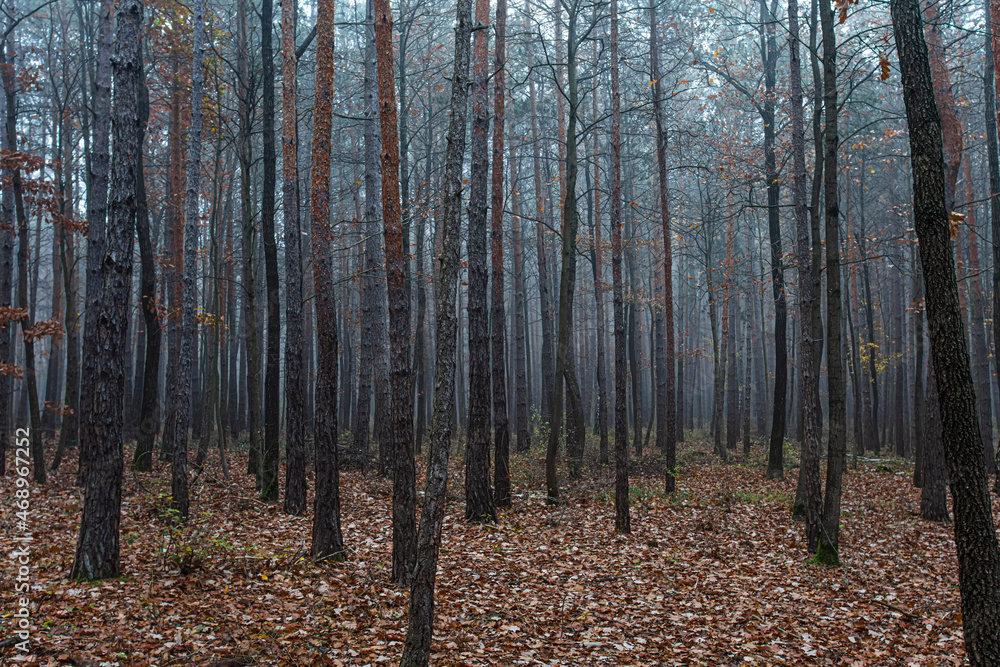 Obraz premium Foggy autumn forest