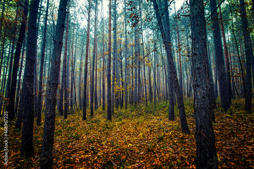 misty autumn forest © babaroga