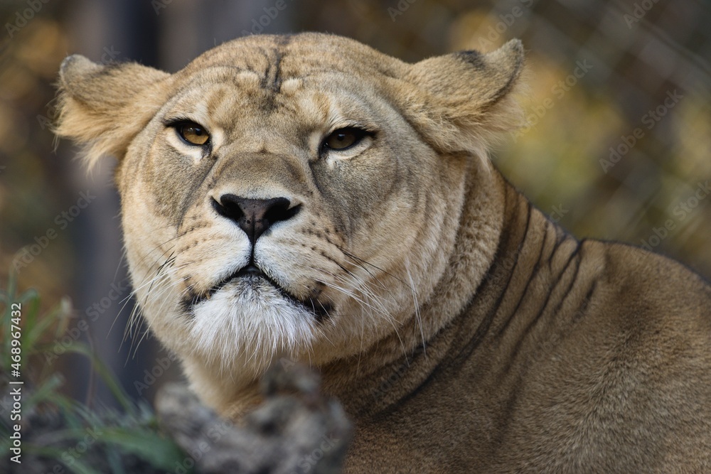 portrait of a lioness portrait of a lioness