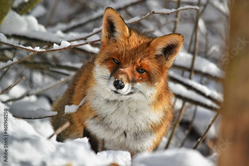 Renard roux (Vulpes vulpes), Neuchâtel, Suisse.