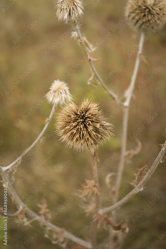 round dry thorn close-up on the background of an autumn field
