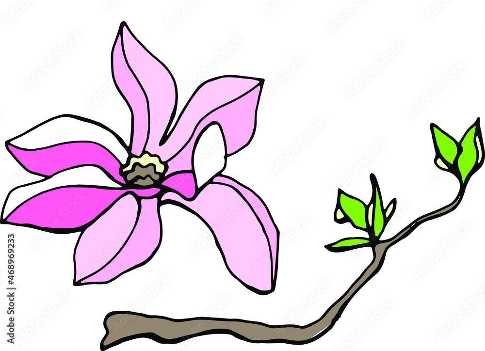 Magnolia flower. Hand drawn illustration. Vector clipart Magnolia flower. Hand drawn illustration. Vector clipart