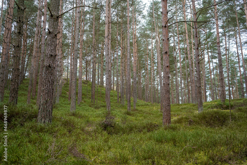 Tall pine tree trunks with green undergrowth 