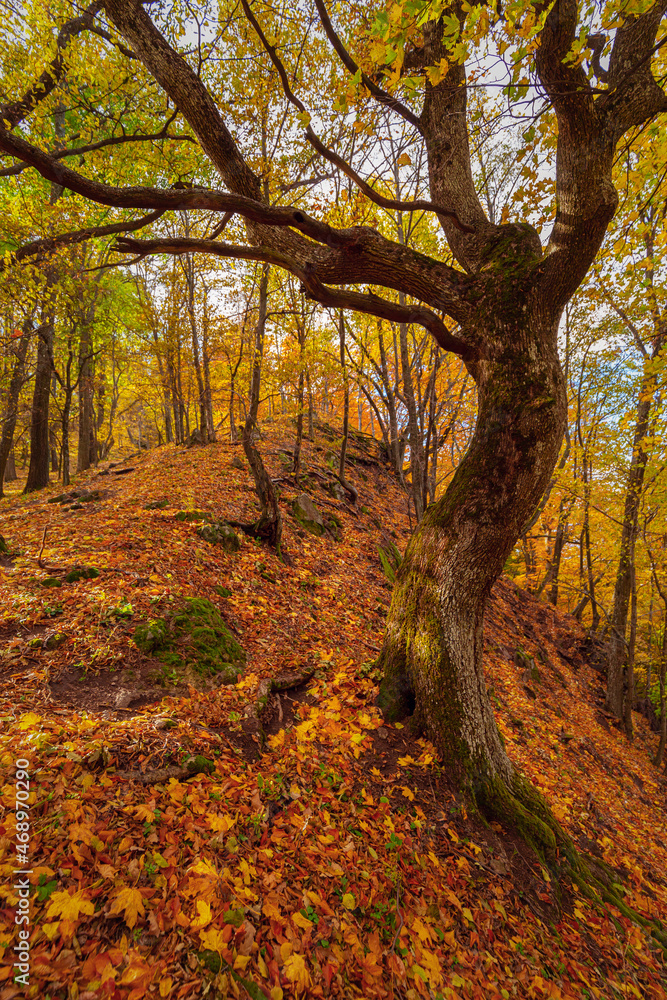 Twisted birch tree trunk in splendid autumnal forest