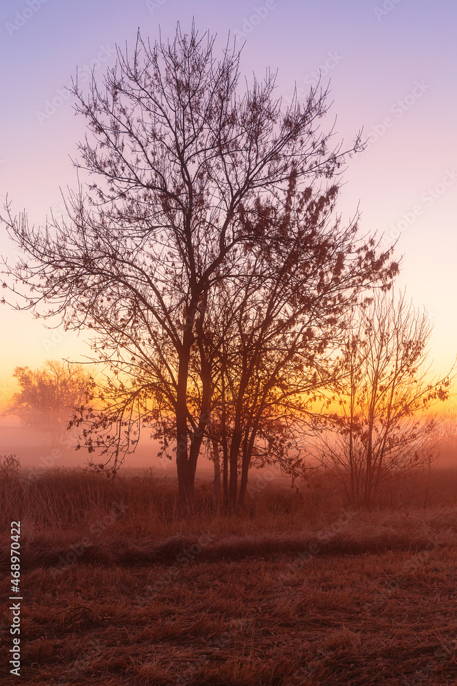 Gorgeous sunrise over the fields with solitary trees standing in the fog