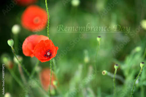 Red poppy flower on the field, Symbol of Remembrance Day, 11 November