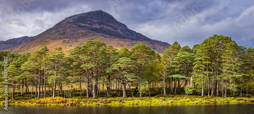 ancient caledonian pine in an old forest on the edge of loch clare in the torridon region of the north west highlands of scotland during autumn on a stormy cloudy day