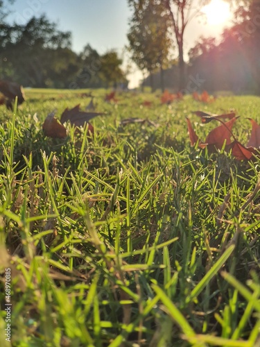 Wallpaper Mural field of grass Torontodigital.ca