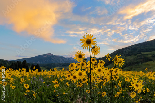 Aspen Sunflowers photo