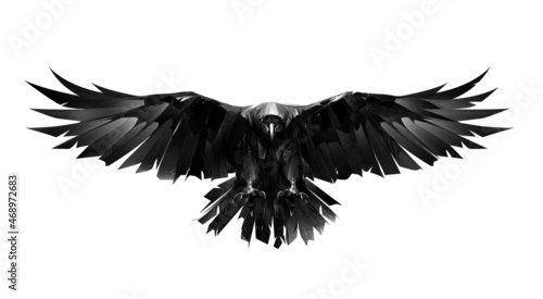 hand drawn raven bird in front on white background