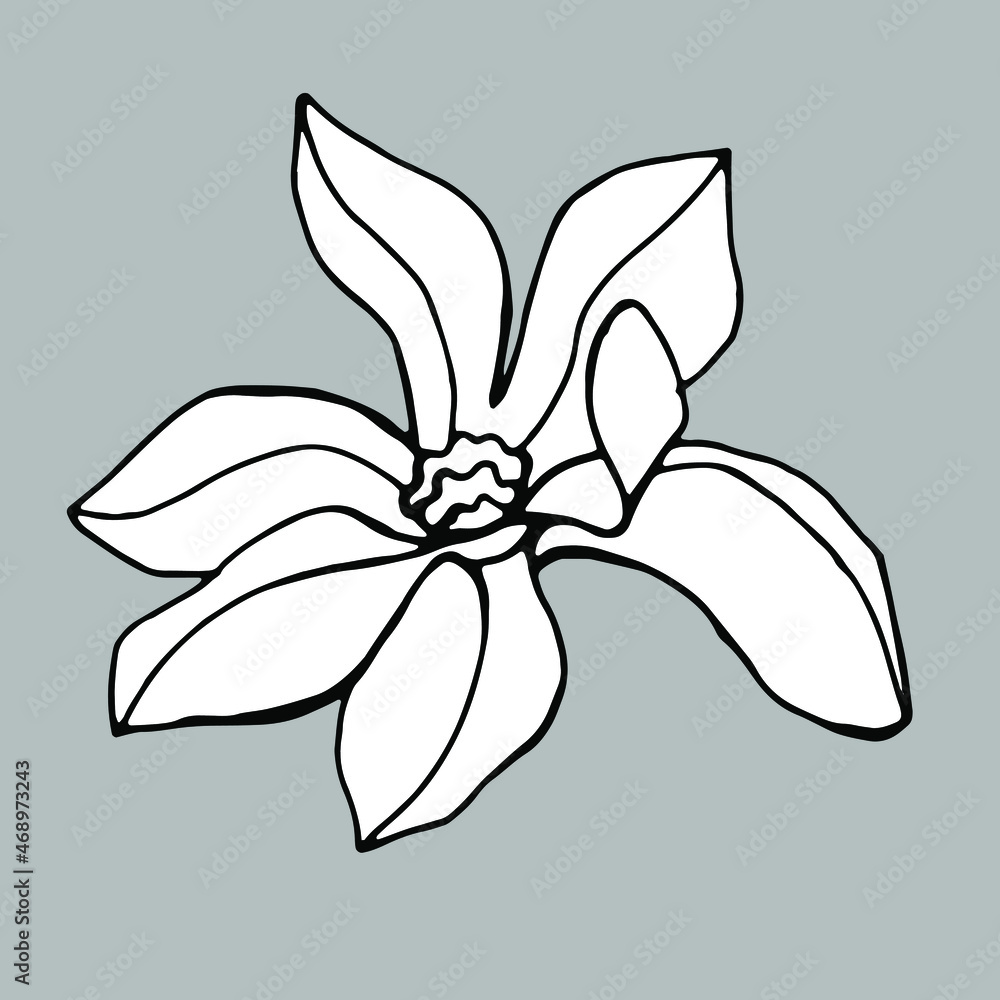Magnolia flower. Hand drawn illustration. Vector clipart Magnolia flower. Hand drawn illustration. Vector clipart