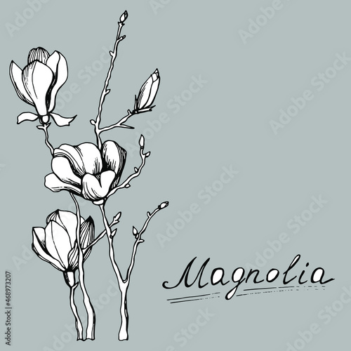 Magnolia flower. Hand drawn illustration. Vector clipart