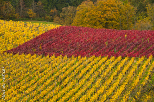 Herbst im glottertal im schwarzald photo