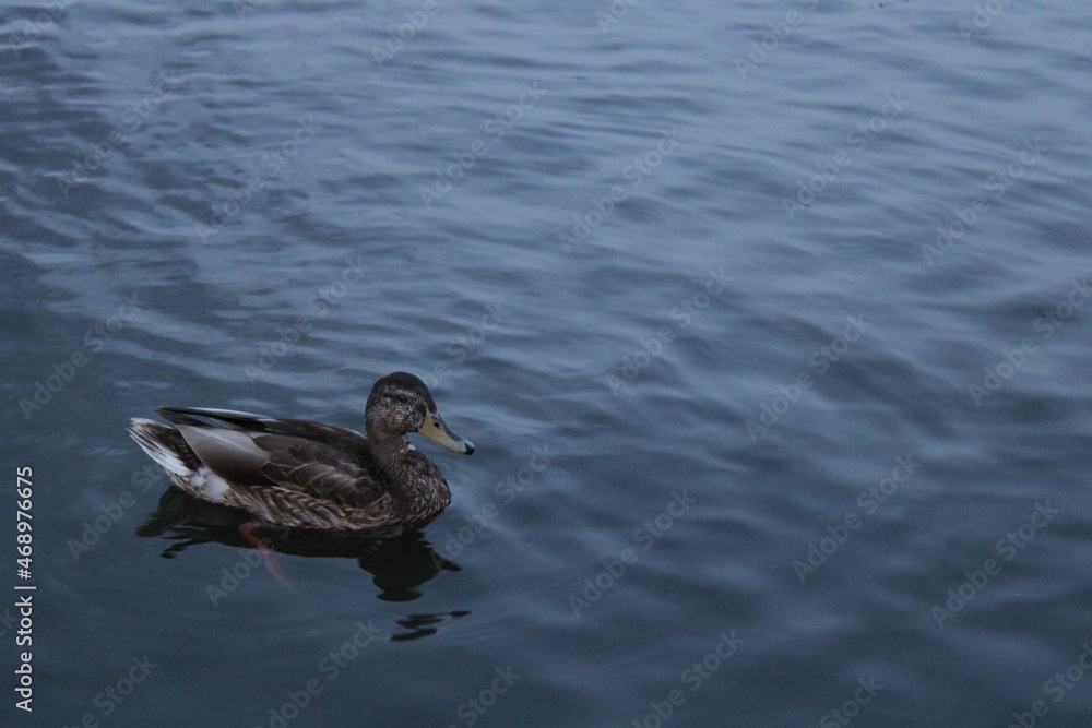 Fototapeta premium уточка