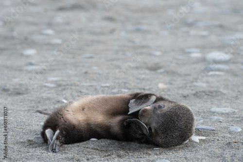 Antarctic fur seal pup close up in grass photo