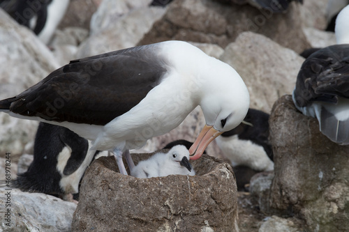 Black browed albatross Saunders Island on the nest.