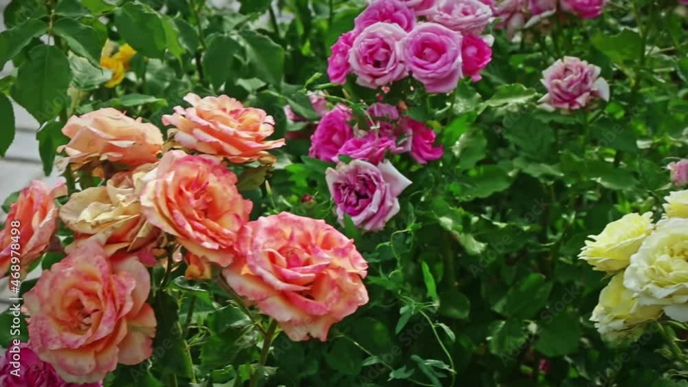 Multicoloured roses in autumnal garden. Rose flowers dying in fall on rosebush. Selective focus. Wilting roses in autumn garden. Red roses is dying blooming season is over. Multicoloured roses in autumnal garden. Rose flowers dying in fall on rosebush. Selective focus. Wilting roses in autumn garden. Red roses is dying blooming season is over.