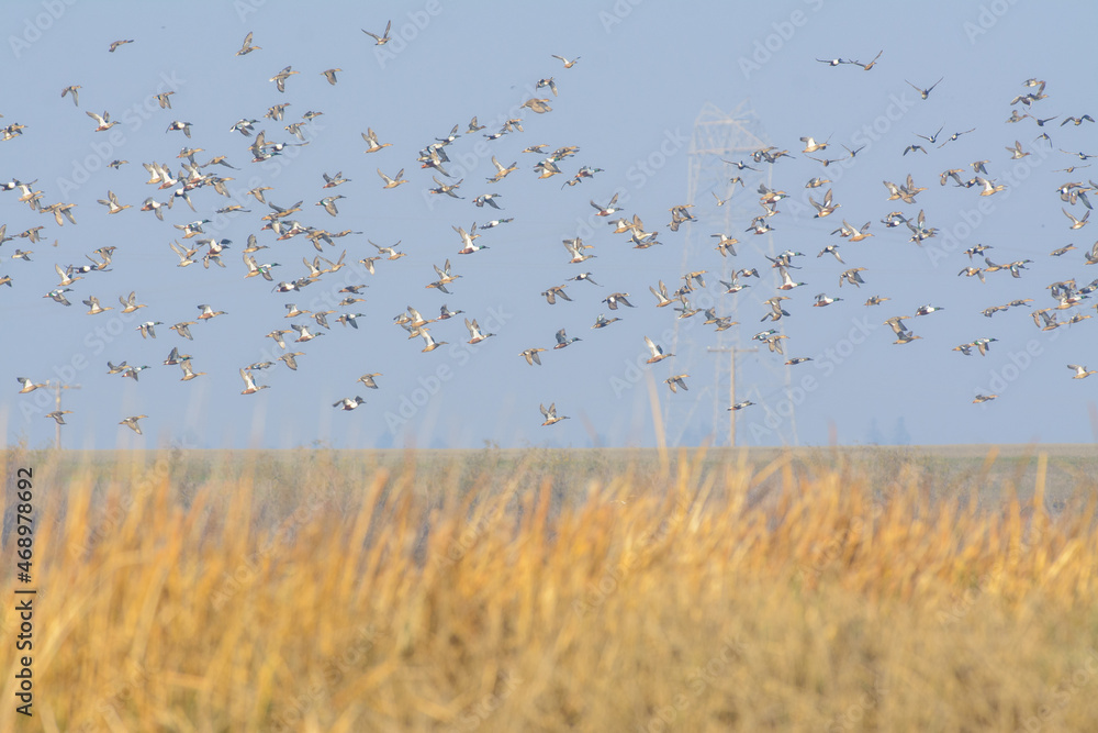 large flock of Northern Shoveler Ducks flying over wetlands large flock of Northern Shoveler Ducks flying over wetlands