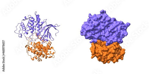 Konstfotografi Structure of cyclin-dependent kinase 2 (CDK2, blue) in complex with cyclin E (brown)