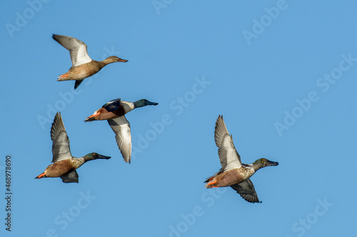 Small flying flock of Northern Shoveler duck drakes and hens.