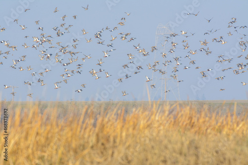large flock of Northern Shoveler Ducks flying over wetlands © MikeFusaro