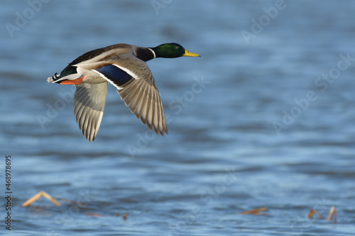Mallard drake male duck flying low over water