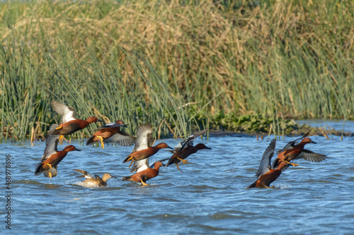 Small flock of Cinnamon Teal ducks landing in the water of flooded wetlands