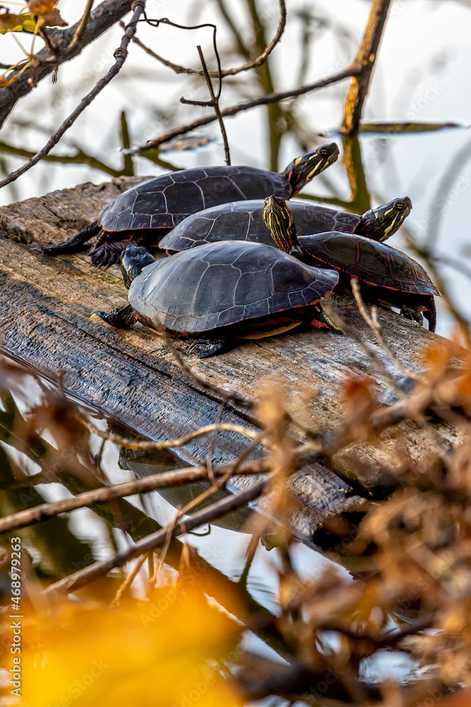 Obraz premium Turtle Party
