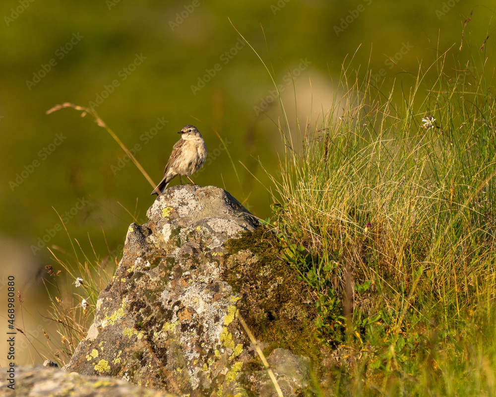 small bird on rock small bird on rock