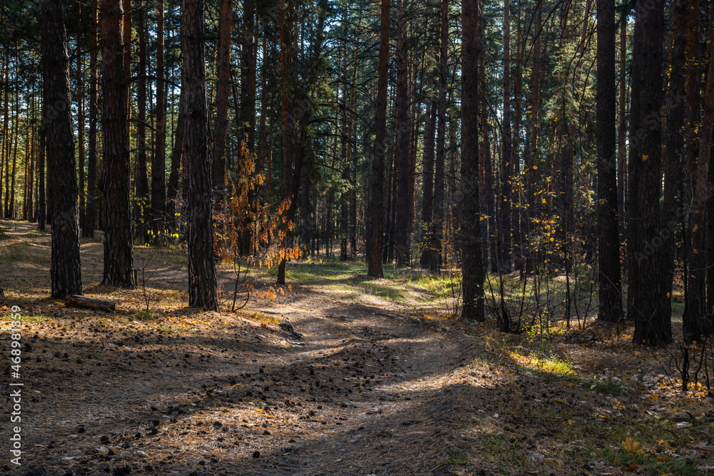 Obraz premium beautiful russian nature, gravel road with foliage in sun rays and woods in beautiful autumn forest in the evening, Samara region, Russia