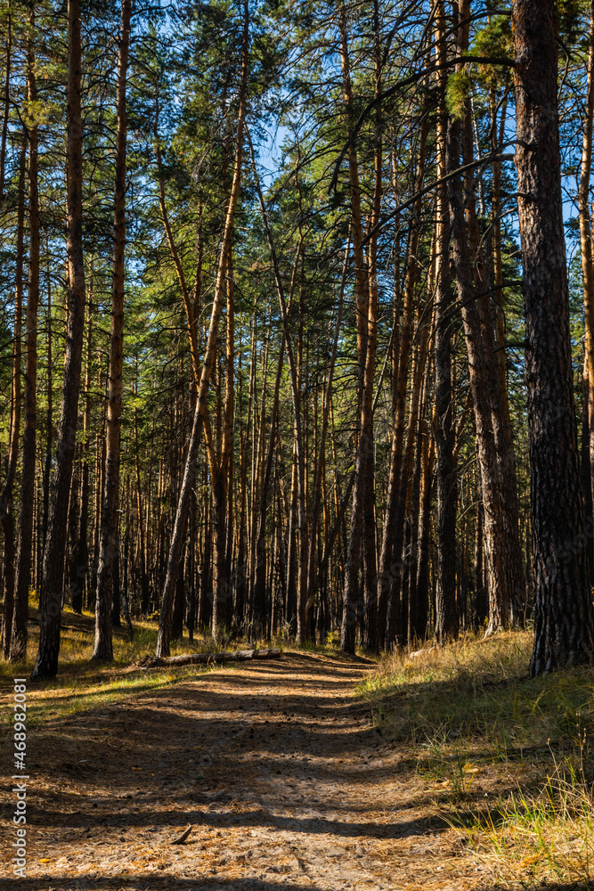 Obraz premium beautiful russian nature, gravel road with foliage in sun rays and woods in beautiful autumn forest in the evening, Samara region, Russia