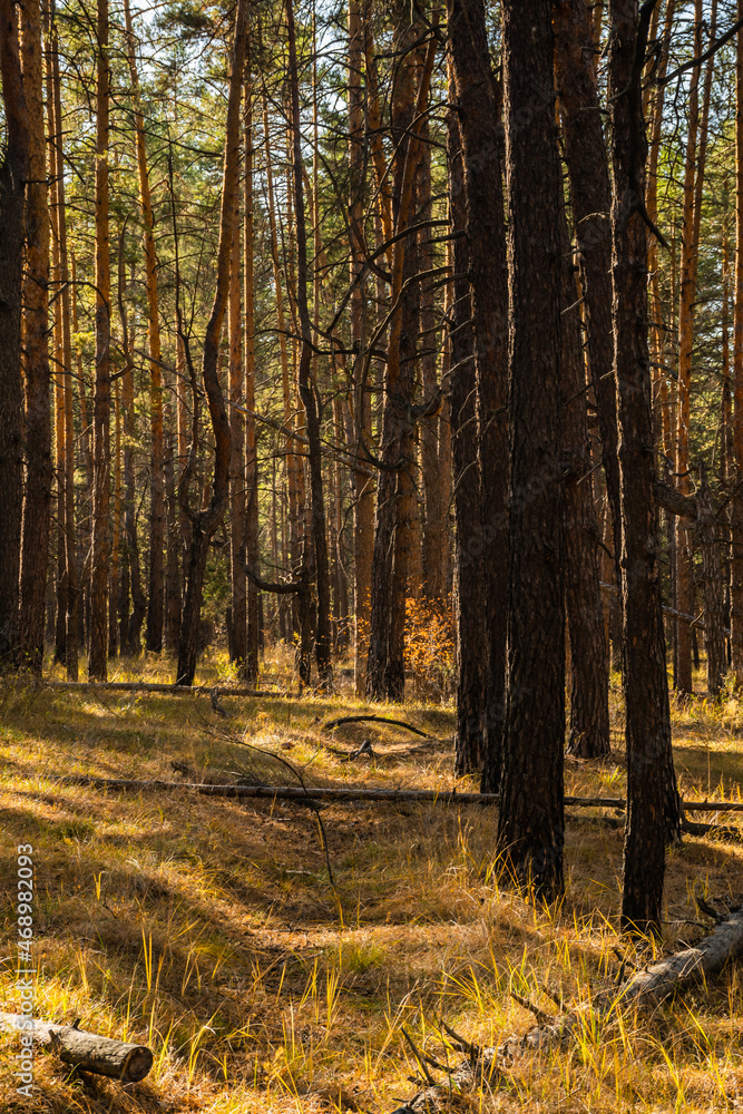 Obraz premium beautiful russian nature, gravel road with foliage in sun rays and woods in beautiful autumn forest in the evening, Samara region, Russia
