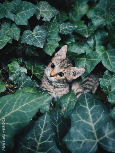 cute big eye cat portrait in Hedera helix, blurred green leaf background